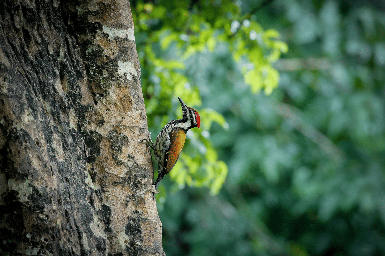 Lesser Golden Backed Woodpecker