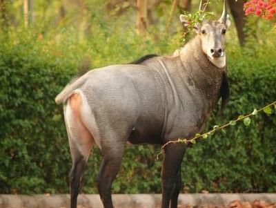 Deer standing near greenery.