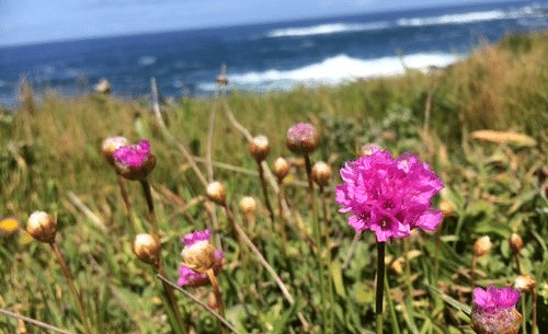 Sea thrift flowers blooming along a coastal landscape.