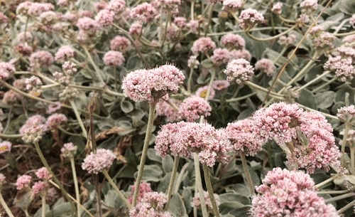 A cluster of firecracker flowers growing densely.