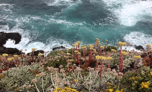 A mix of succulents and coastal vegetation with the ocean in the background.