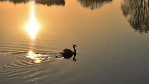 Sultanpur Bird Sanctuary with a swan swimming across the lake at sunset.