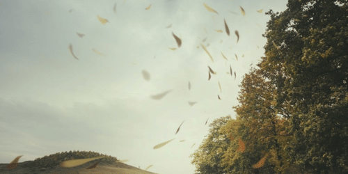 Leaves blowing across open land with trees in the background