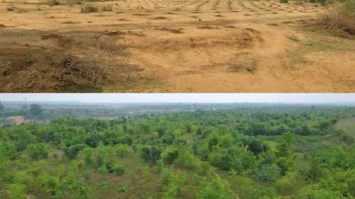 Forest restoration in Bandhavgarh-Sanjay Dubri Corridor