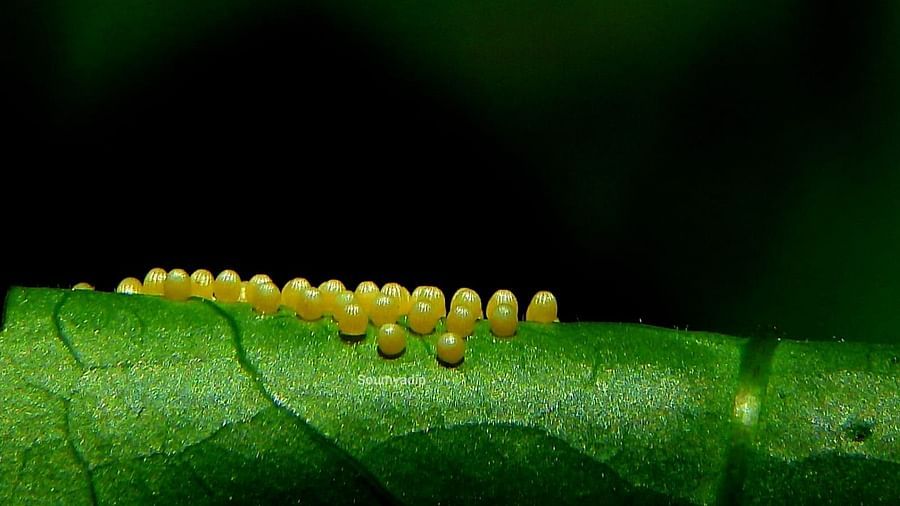 Cluster of small insect eggs neatly laid along the midrib of a large leaf.