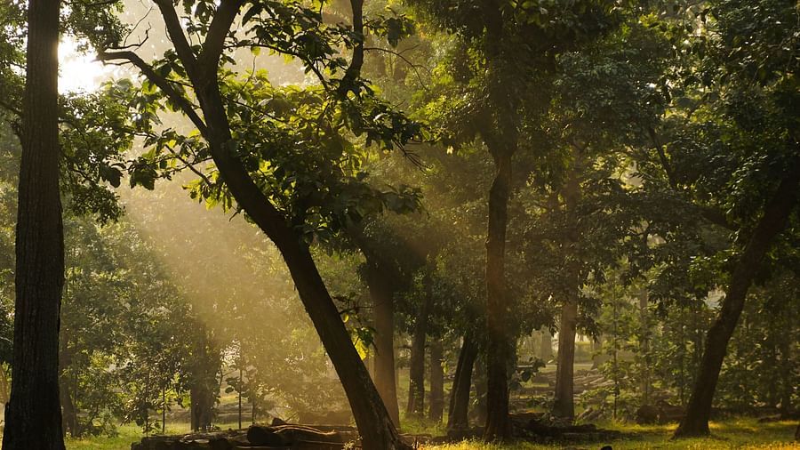 sun rays hitting different parts of the forest on the green trees 