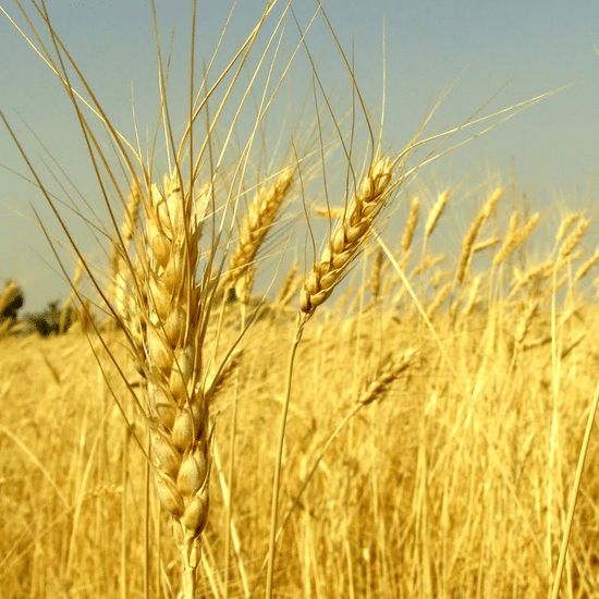 A close shot of paddy fields in Pench featuring seeds of wheats.