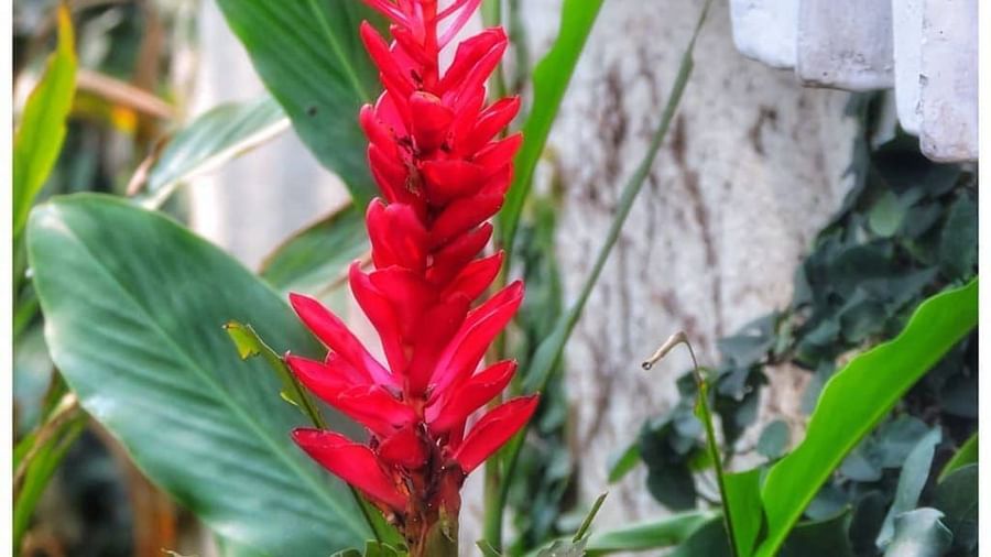 a Plant with red flowers - Rhythm Lonavala