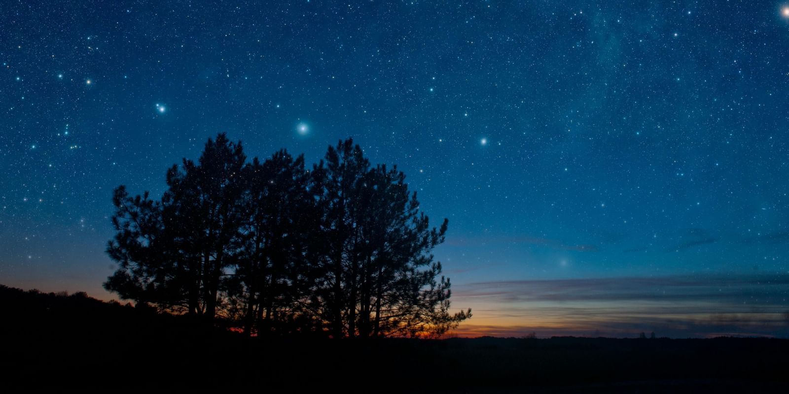 Night sky filled with stars and there is a tree at the background.