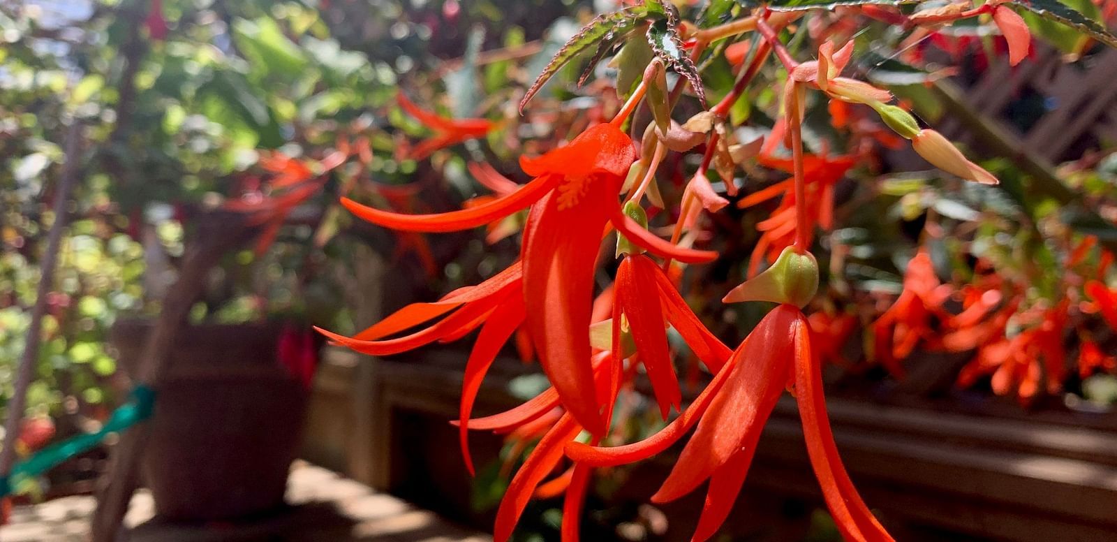 Bright orange hanging flowers in a potted garden, illuminated by natural sunlight