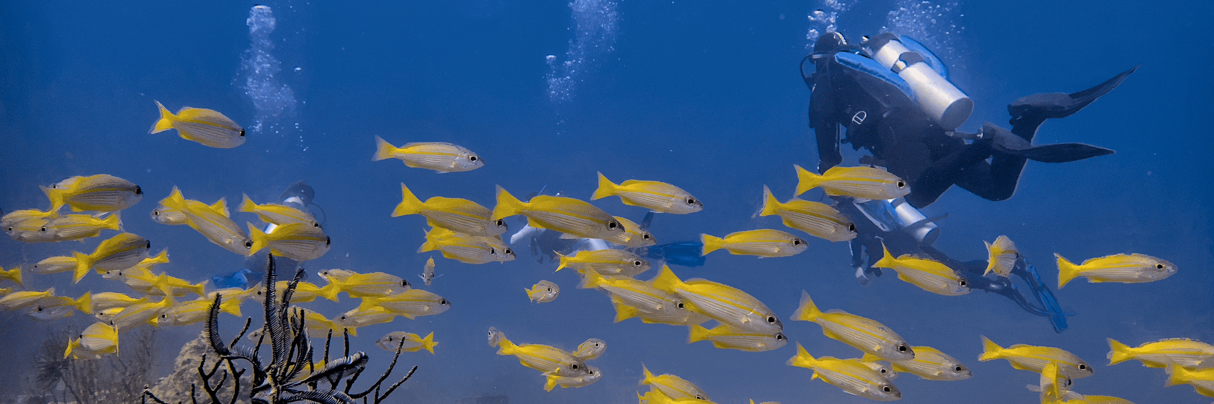 Underwater dive with vibrant fish near Barefoot Scuba Resort, perfect for diving enthusiasts.