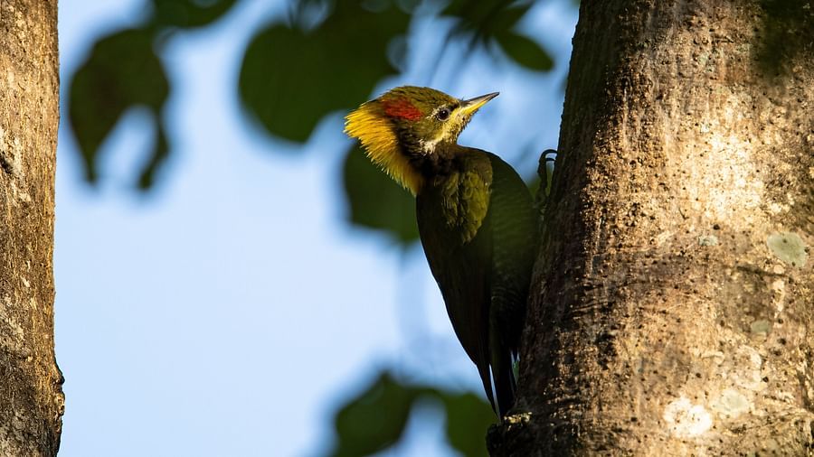  A side angle close-up photo of a bird pecking at a tree trunk, captured in the day light.