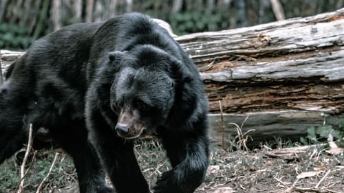 Bhagwan Mahavir Wildlife Sanctuary