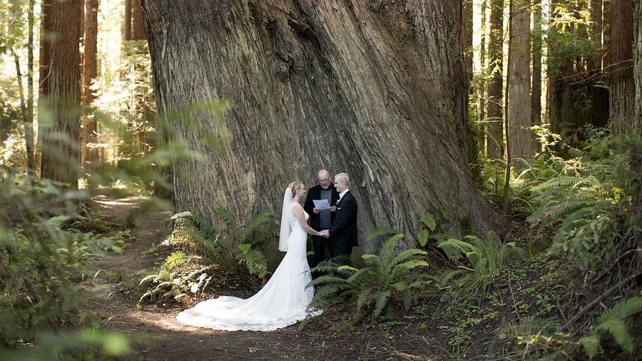 Couple getting married in a lush forest, bathed in sunlight
