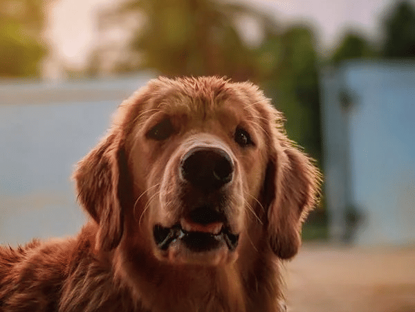 A dog with floppy ears looks directly at the viewer with its mouth slightly open in an outdoor setting.