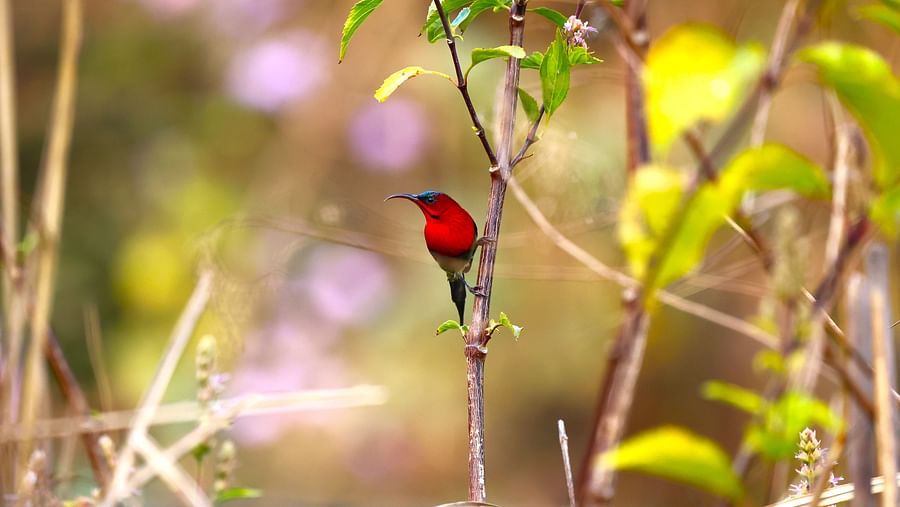 A red sunbird perched on a branch