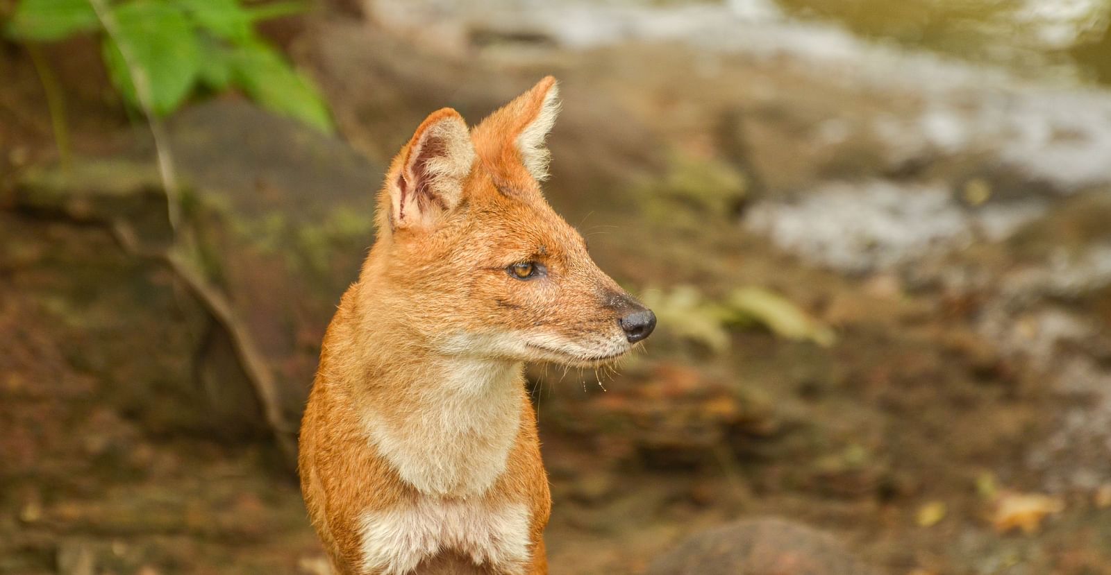 A fox looking towards the left.