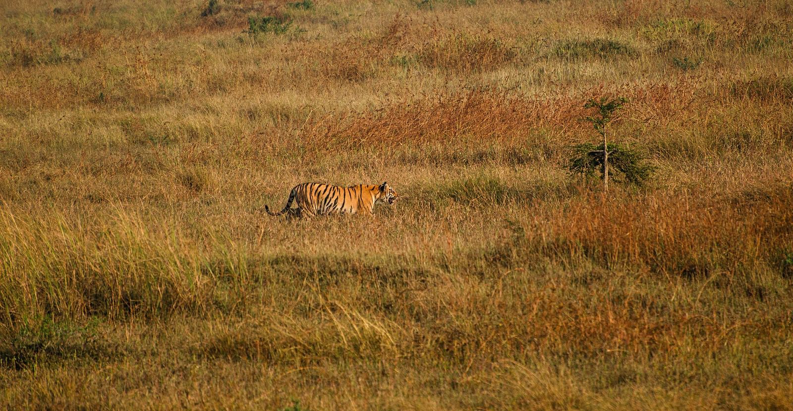 An image of a tiger amongst the grass.