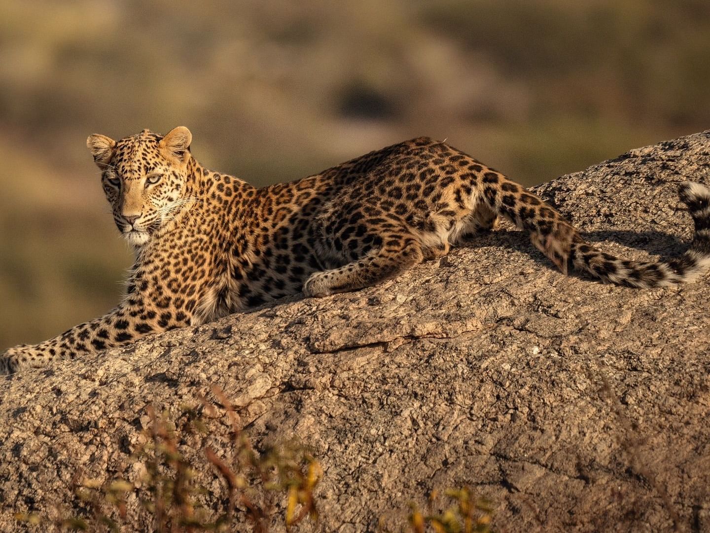 Leopard safari 