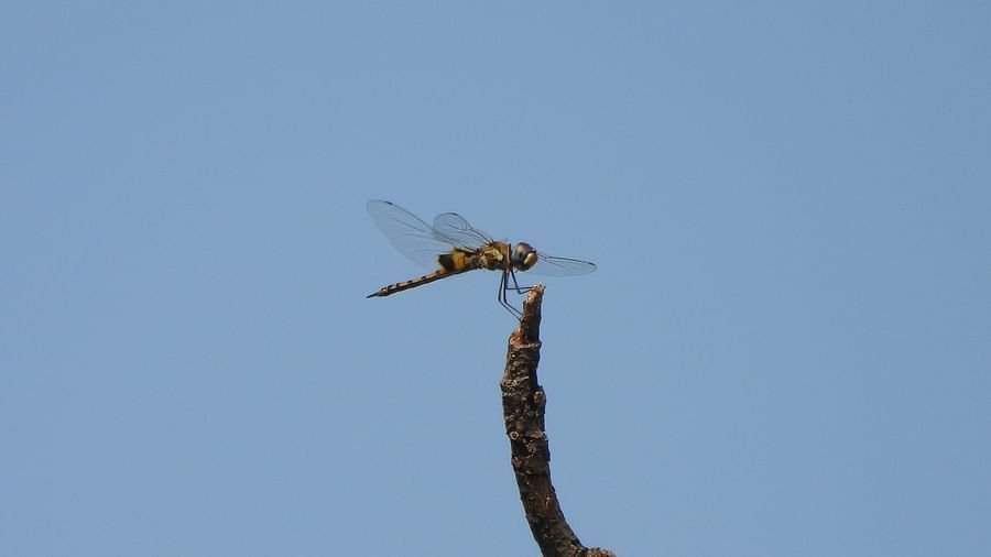 Dragonfly perched at the tip of a dry branch, poised against a clear sky.