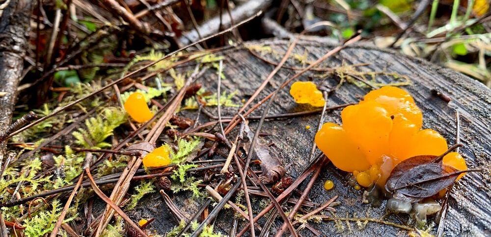 A cluster of irregularly shaped mushrooms growing on a decaying log, with leaves and debris surrounding them.