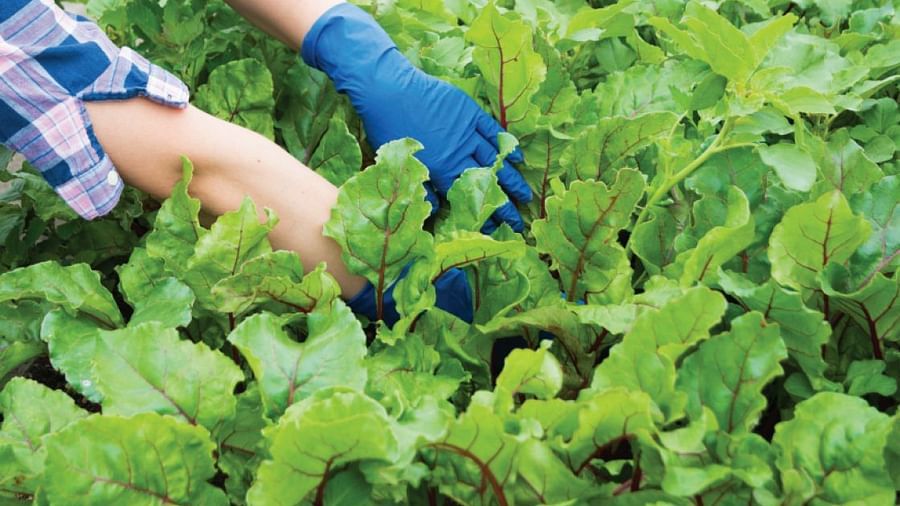 A person plucking leafy vegetales from a garden | Kavya Resort and Spa, Nagarkot