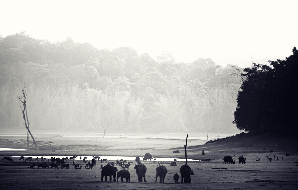 Misty Kabini landscape with elephants near water.
