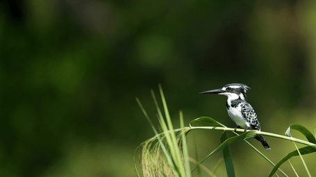 A small black and white pied kingfisher bird sitting quietly on a thin, curved green blade of grass against a soft, blurred background.