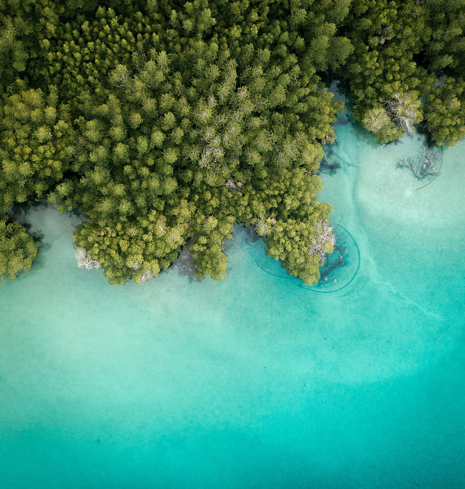 Aerial top down view of a beach with clear, blue waters besides a lush green forest