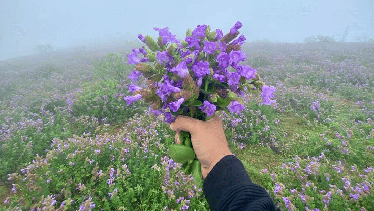 neelakurinji