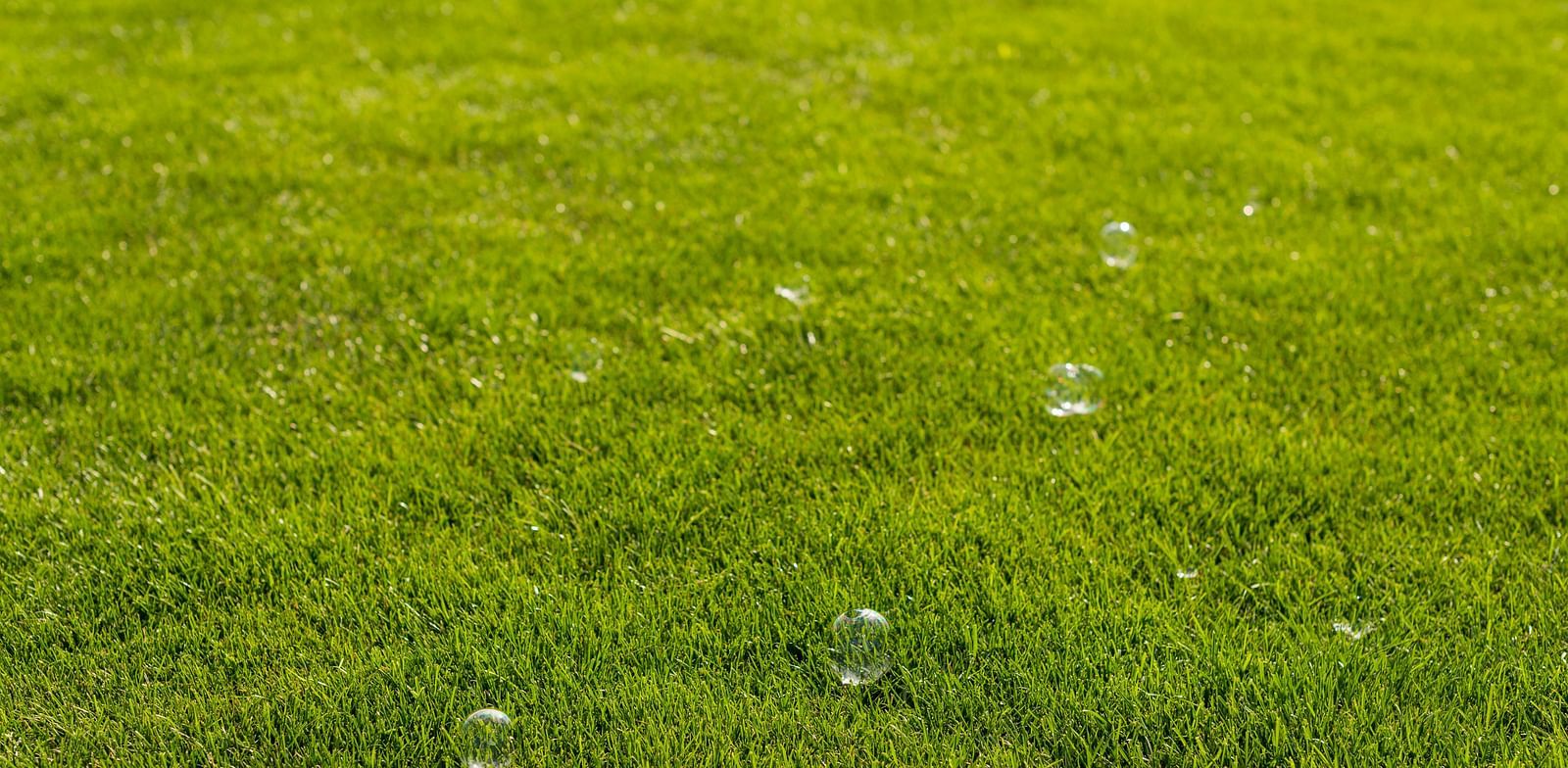 A close-up view of a well-maintained green lawn.