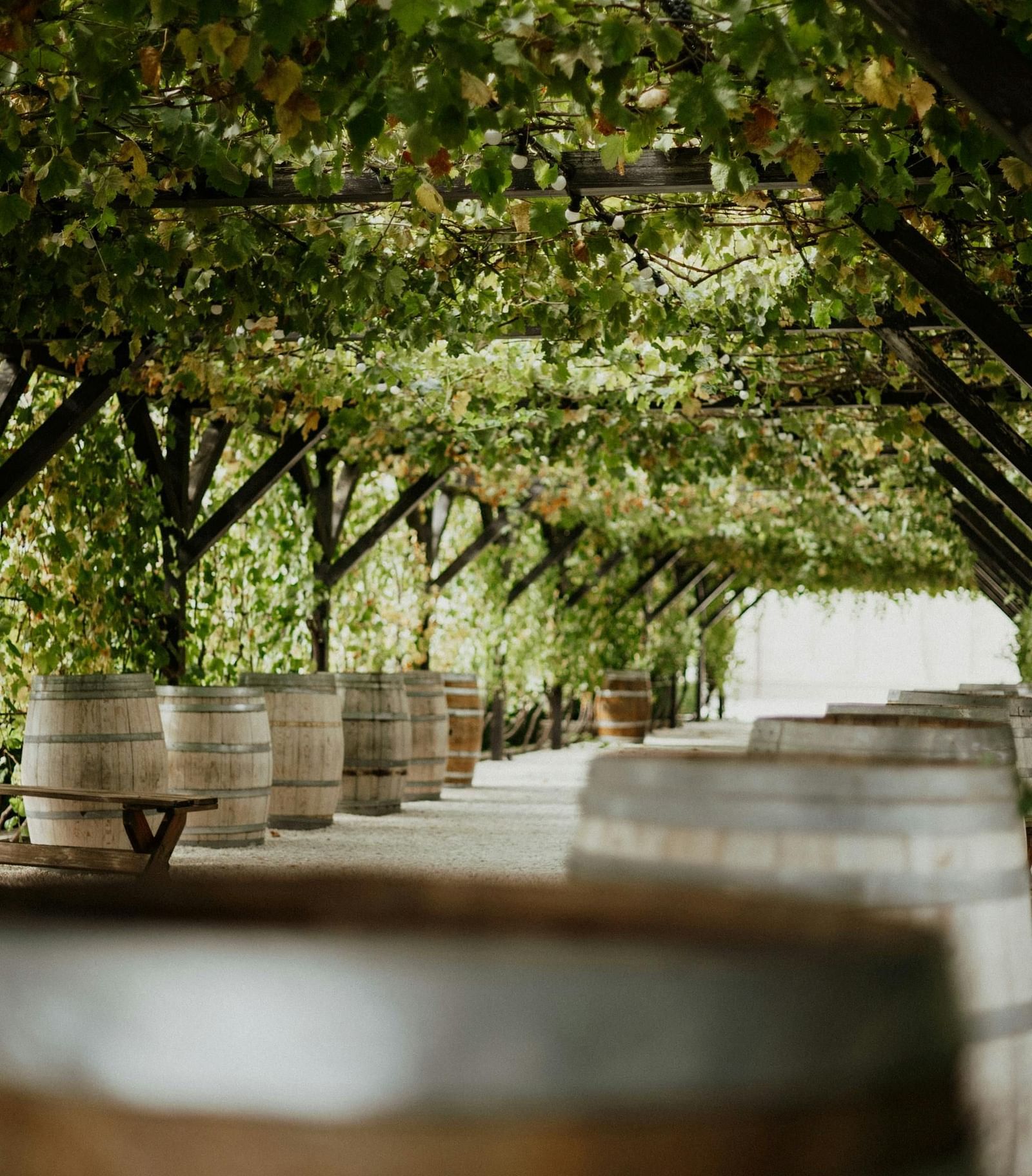 Wooden barrels arranged beneath a lush green canopy, capturing a rustic winery scene.