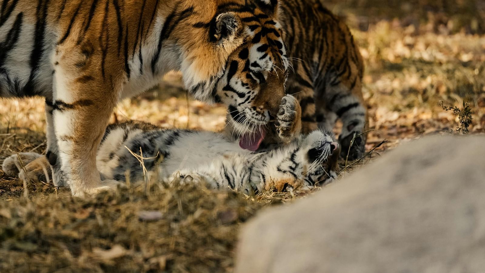 A Bengal tiger gently interacting with its playful cub on a grassy forest floor and a rock can also be seen in the front.