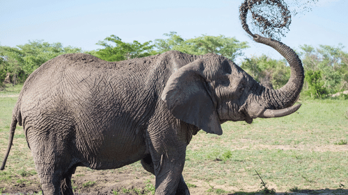 A large elephant stands in a muddy pool, using its trunk to spray water over its back.