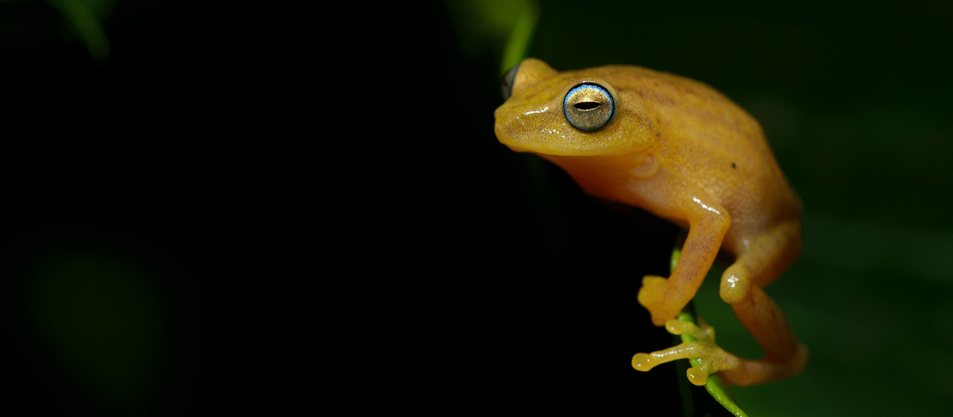raorchestes-luteolu-santosh-saligram