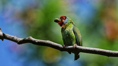 Malabar Barbet
