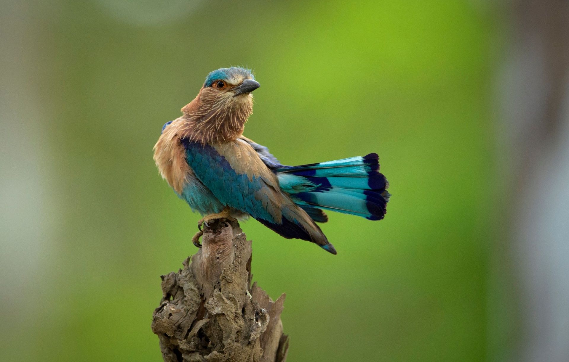 Indian Roller bird in Nagarahole National Park