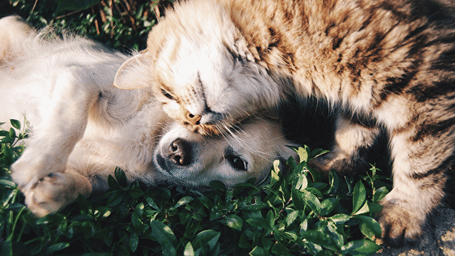 A close up shot of a cat and dog embracing  each other.
