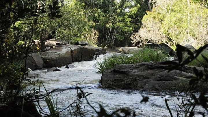 View of a rocky stream flowing through a dense forest.