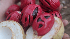 nutmeg