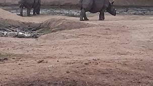 mysore-zoo-rhinos