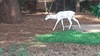mysore-zoo-white-deer