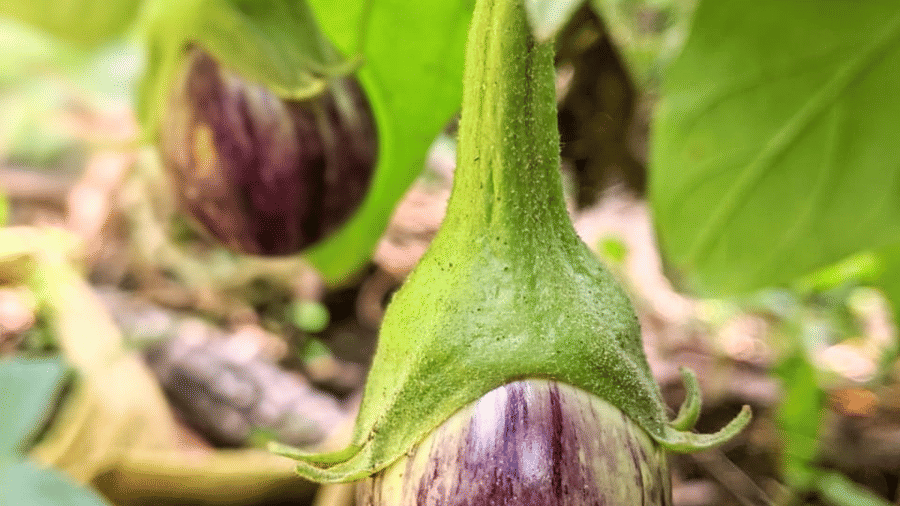 brinjal