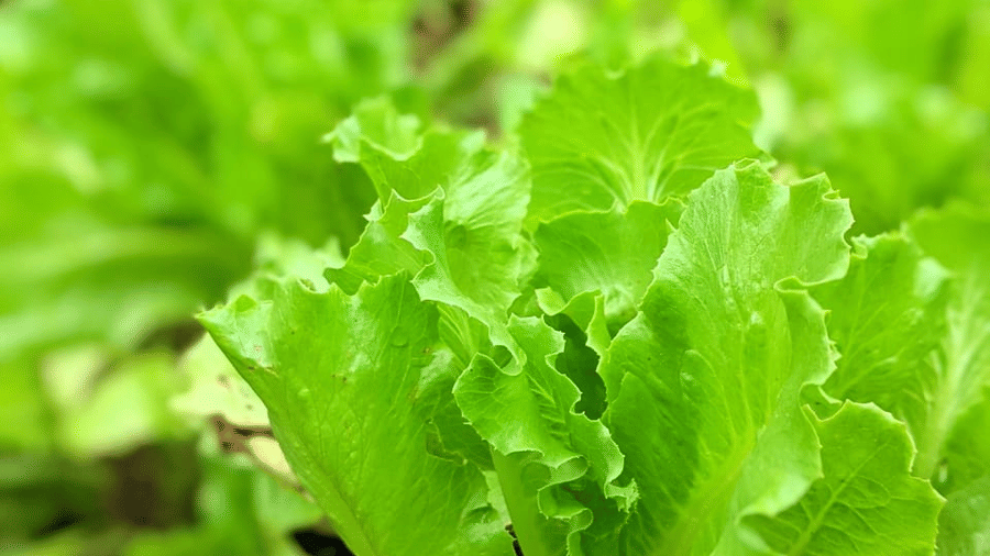 lettuce