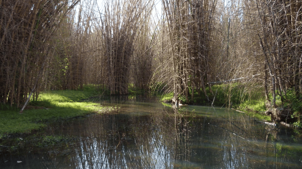 A long shot of Bamboo Forest near a lake
