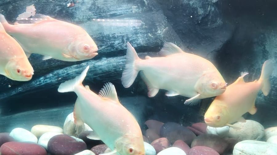 Large white fish swimming in a clear aquarium at Water Kingdom Fish Paradise exhibit