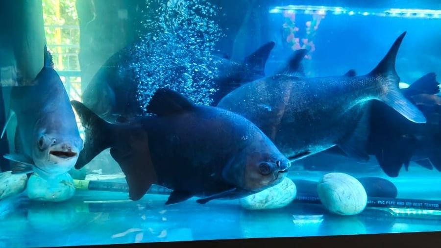 Large freshwater fish swimming in a spacious tank at Water Kingdom Fish Paradise