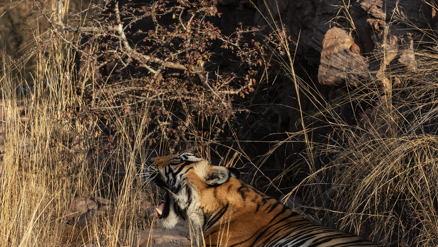 Wildlife Safari at Sariska Tiger Reserve-Surya Bagh Ajabgarh-Sariska