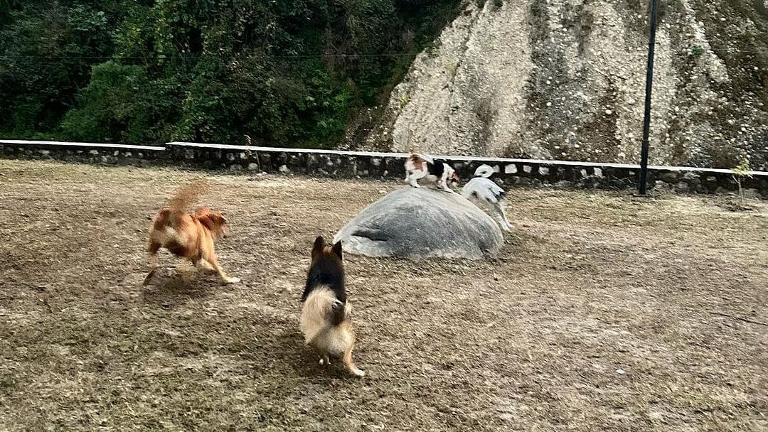 Dogs playing along at the Sylvan Retreat, Dehradun.