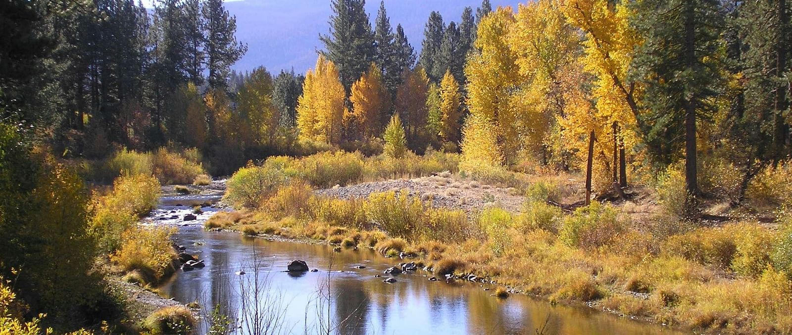 A view of a stream passing through a forest during autumn - Amador Hotel.